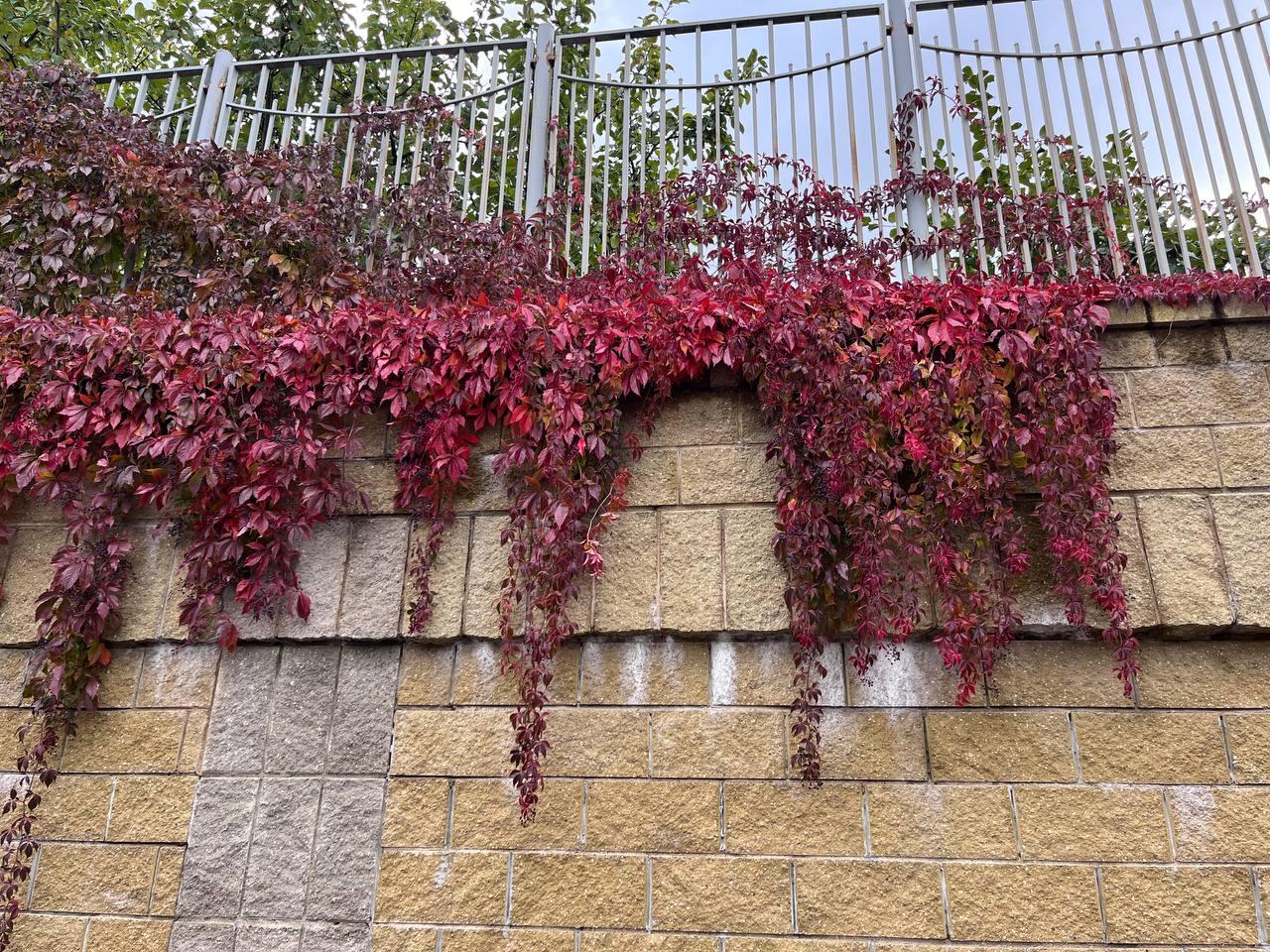 ФОТО ДНЯ: яркое пятно осени