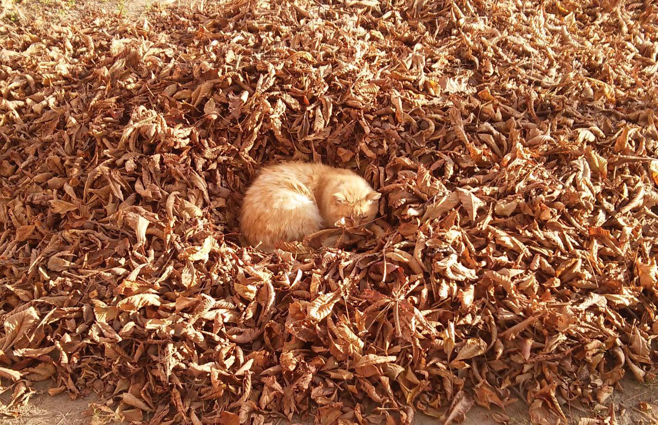 ФОТО ДНЯ: найдите кота