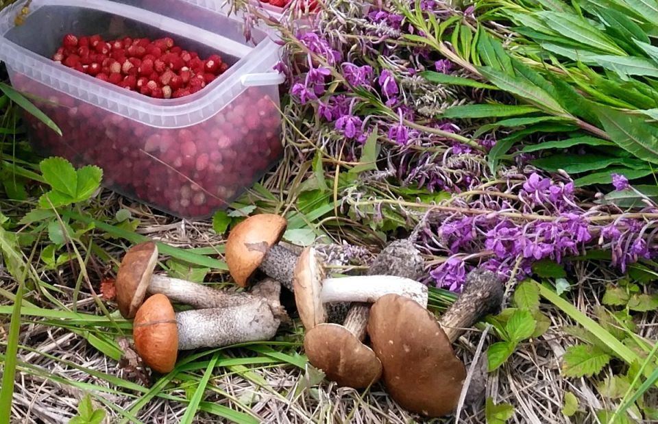 Реализация дикорастущей продукции без нарушения законодательства