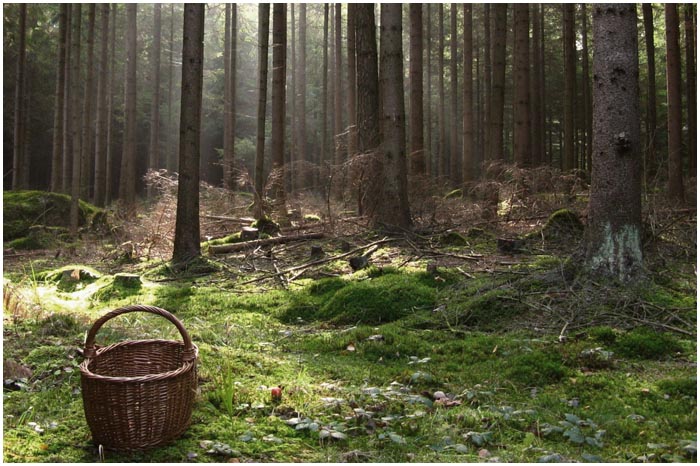 Нашлась пенсионерка, заблудившаяся в лесу в Борисовском районе