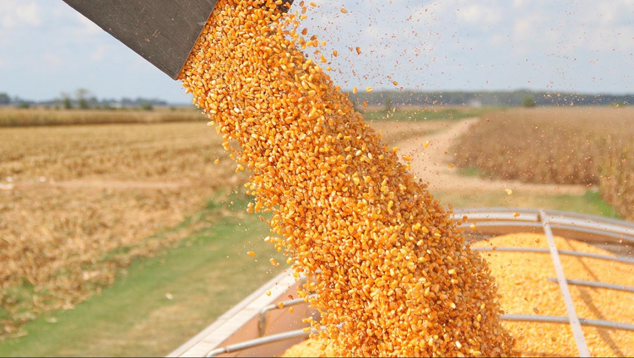 В Беларуси началась массовая уборка кукурузы на зерно