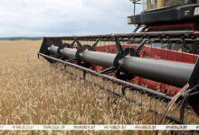 Свыше 9,8 млн тонн зерна с рапсом и кукурузой намолочено в Беларуси