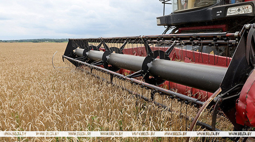 Свыше 9,8 млн тонн зерна с рапсом и кукурузой намолочено в Беларуси 1 Свыше 9,8 млн тонн зерна с рапсом и кукурузой намолочено в Беларуси