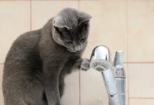 Где в Борисове будет отсутствовать водоснабжение 4 ноября