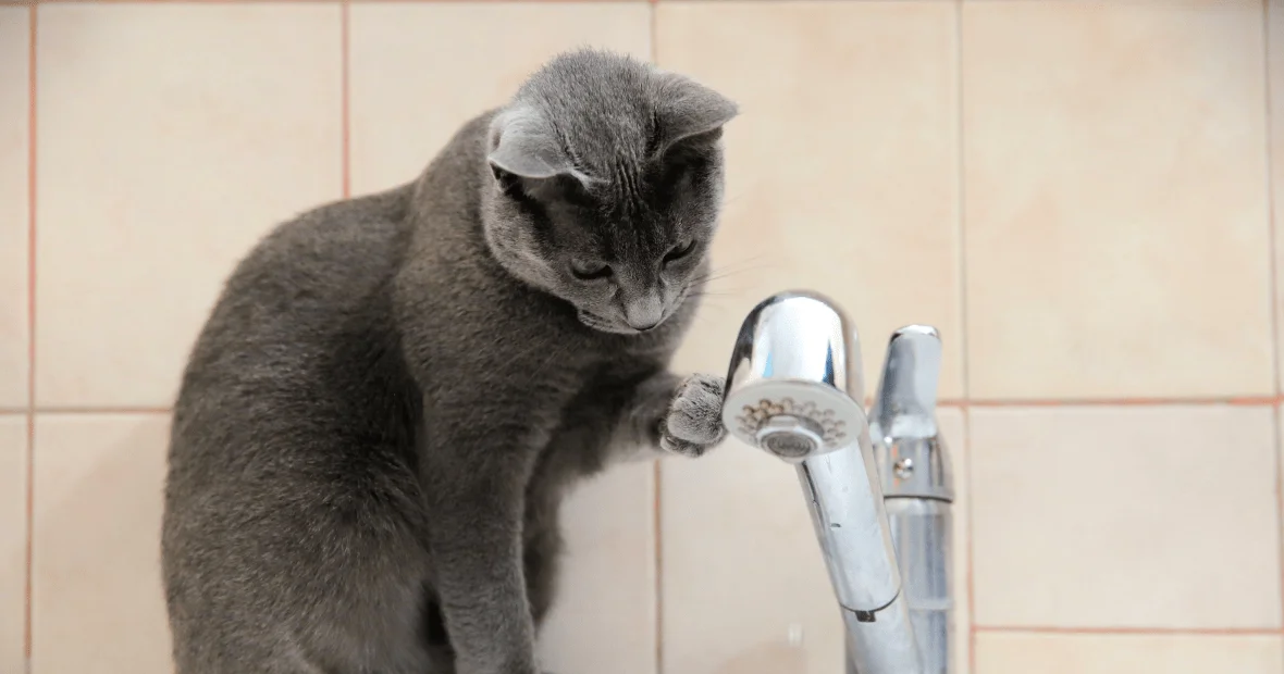 Где в Борисове будет отсутствовать водоснабжение 4 ноября