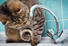 Почему вчера в некоторых домах в Борисове отсутствовало отопление 3 Почему вчера в некоторых домах в Борисове отсутствовало отопление