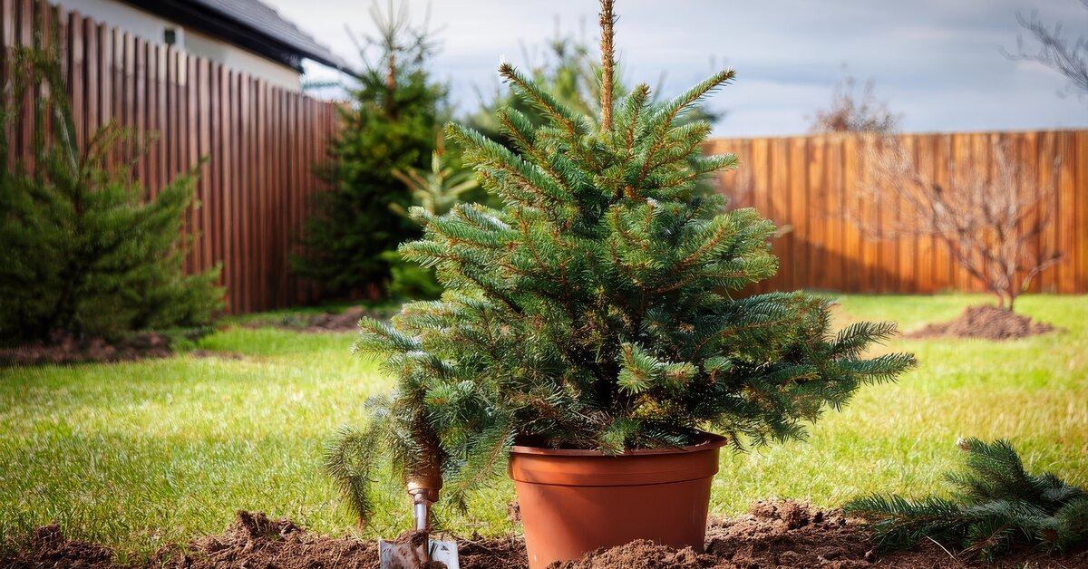 Купили елку в кадке? Рассказываем, как весной правильно пересадить ее на участок