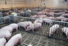 Руководитель свиноводческого комплекса давал указания фальсифицироватьпоказатели