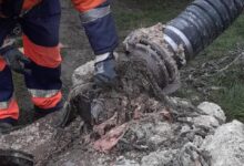 Что нельзя смывать в унитаз? Коммунальщики показали «сокровища» канализации идали несколько рекомендаций