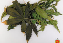 В Борисове задержан мужчина с мини-теплицей для выращивания марихуаны в квартире