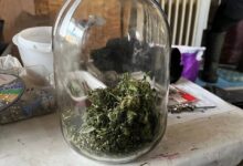 В Жодино задержан 61-летний мужчина с 500 г. марихуаны и оборудованием для еёвыращивания