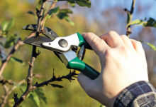 Пока деревья не проснулись. 5 секретных действий для безбедного сезона