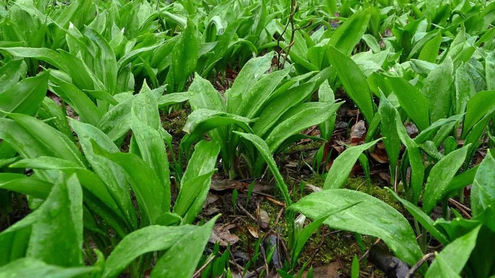 Штраф до 1350 рублей грозит белорусам за сбор черемши