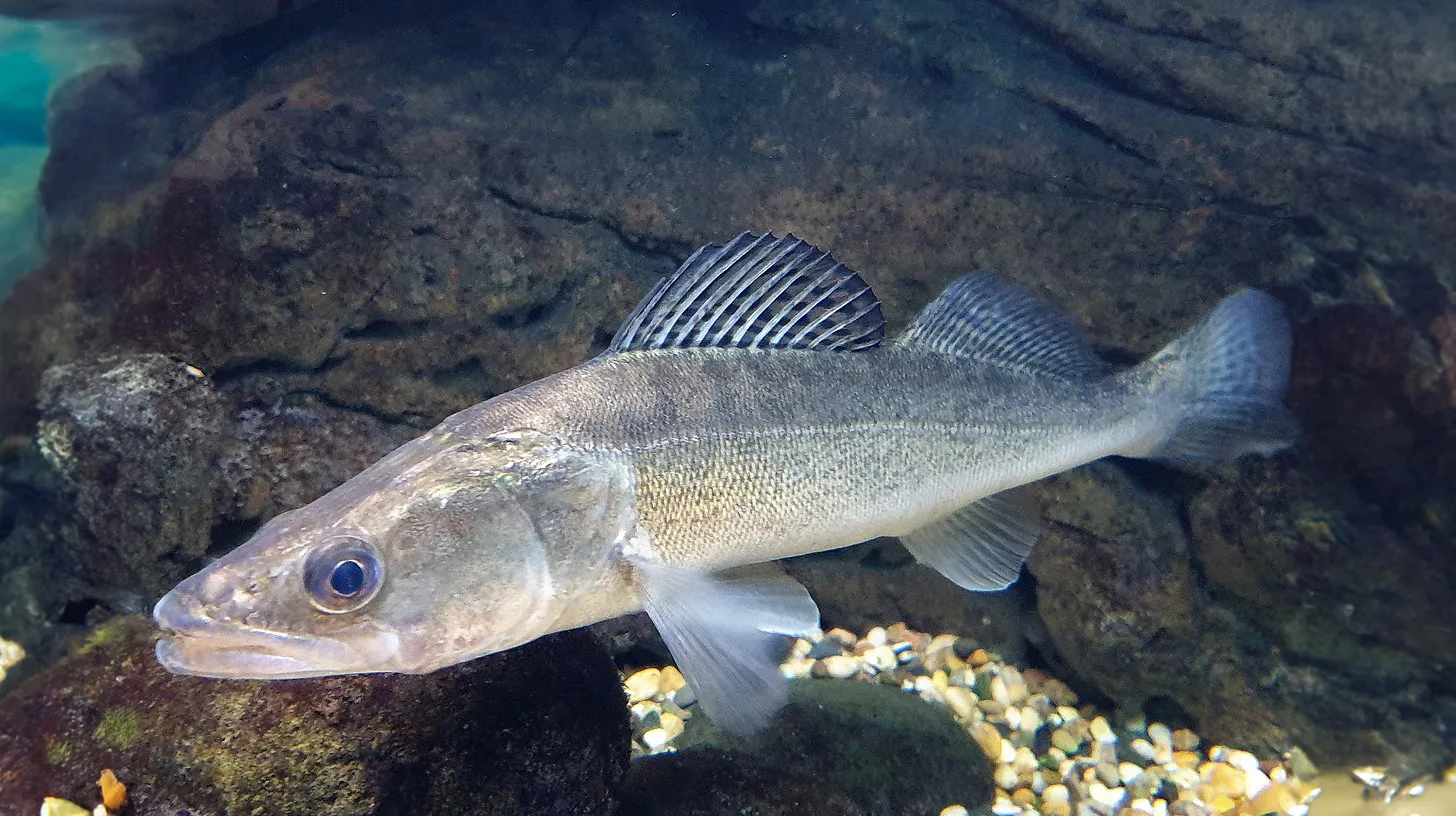 С 15 апреля в Беларуси установлен запрет на лов судака. Что грозит нарушителям