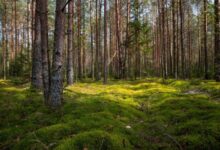 Гослесохрана перейдет на усиленные дежурства в большие выходные перед Радуницей