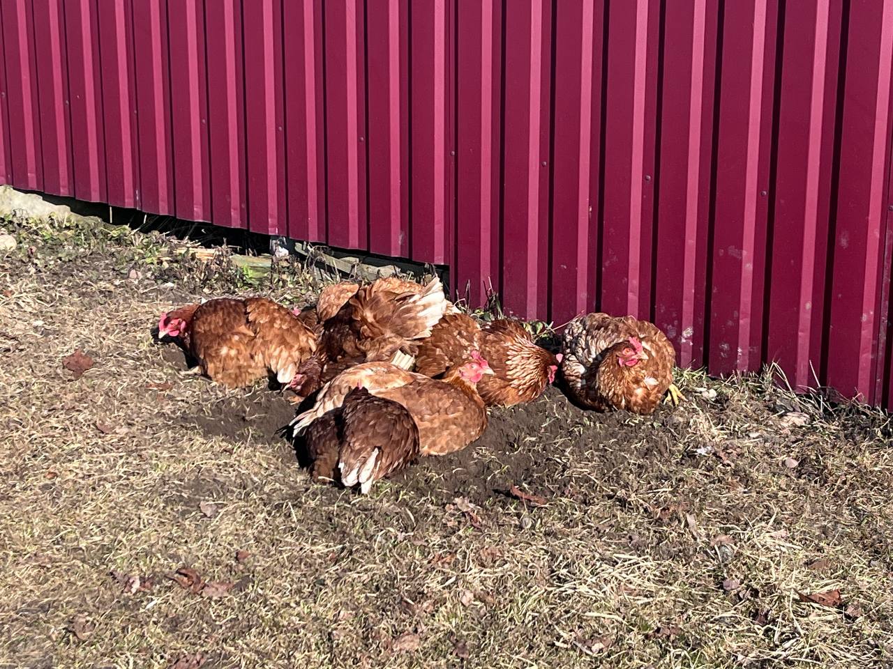 ФОТО ДНЯ: греемся на солнышке