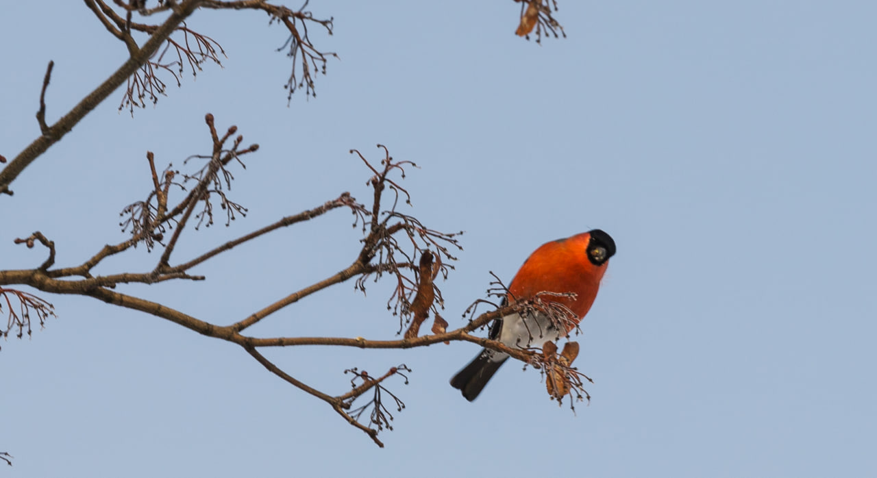 ФОТО ДНЯ: снегирь