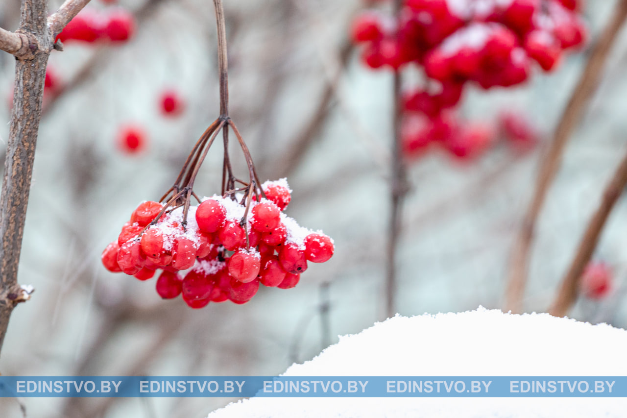 ФОТО ДНЯ: калина в снегу