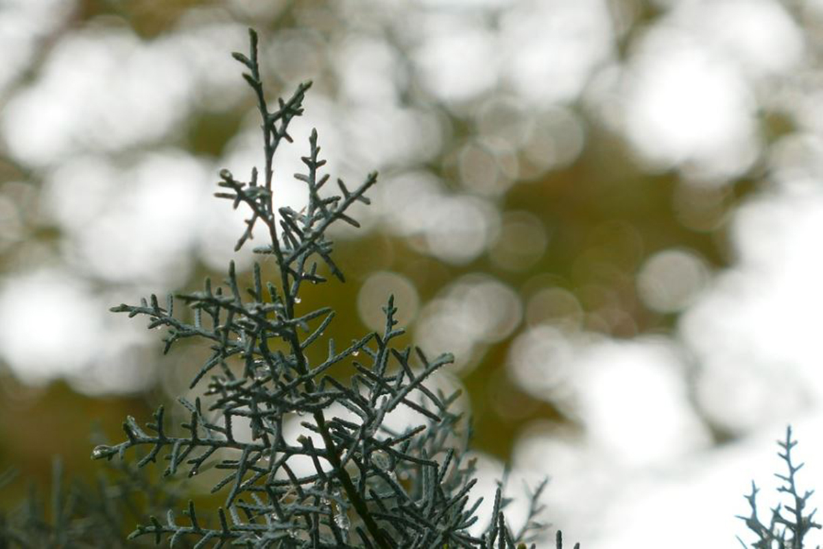 Обнаружен самый старый можжевельник в Арктике возрастом более 1,5 тыс. лет