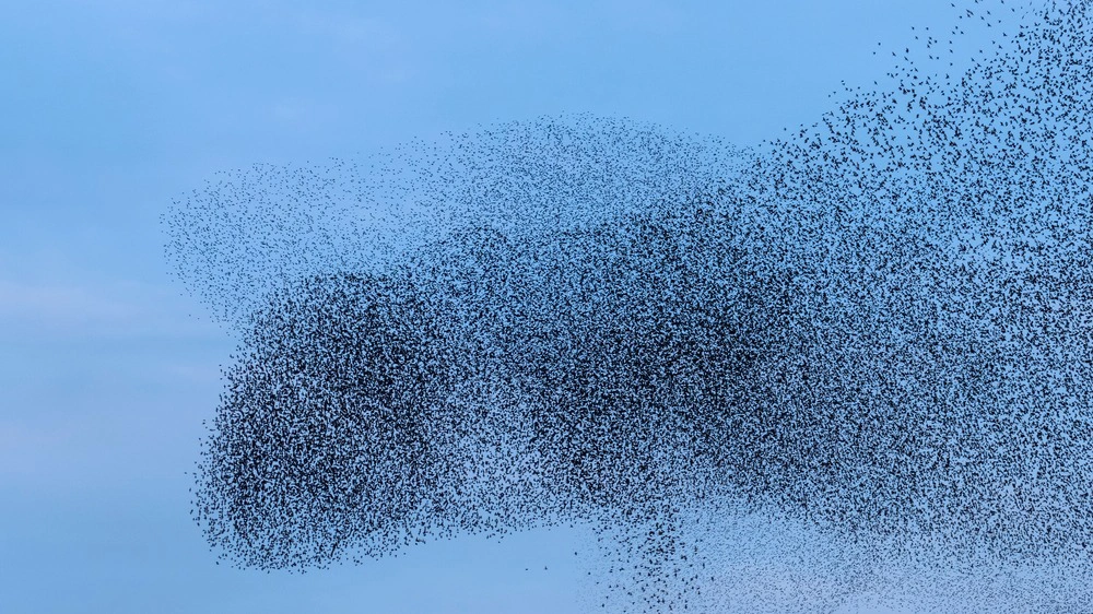 Невероятные кадры из Британии: огромные стаи птиц были замечены за мурмурацией (Есть видео)