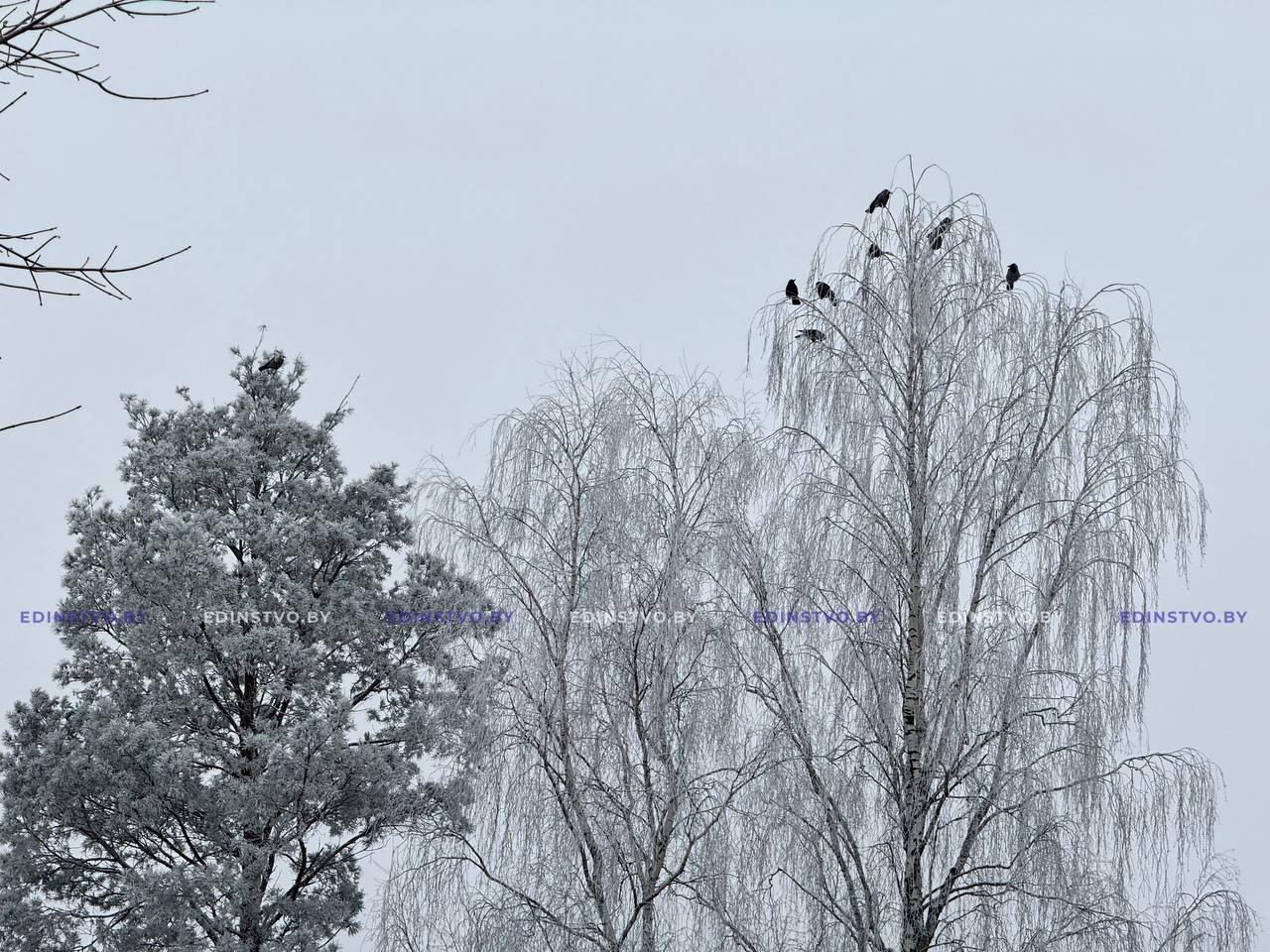 Гололедица, небольшой снег и до -11°С будет в Беларуси 19 февраля