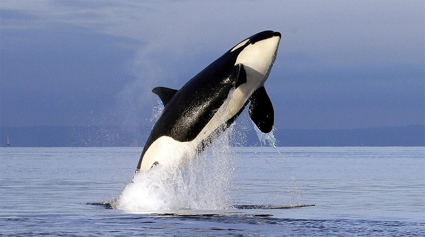 Более 150 косаток выбросились на берег в Австралии