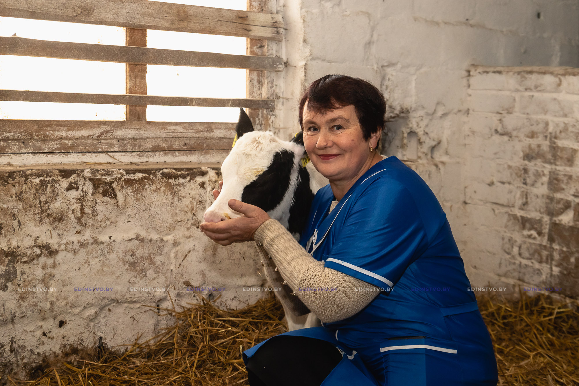 Как на маленькой ферме удается надоить свыше 7200 кг молока от коровы в год