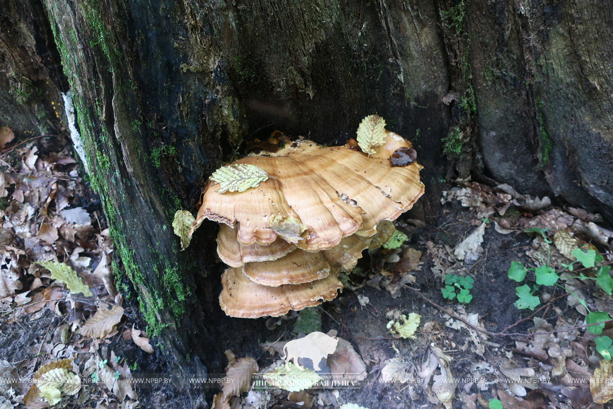 В Беларуси нашли новый гриб