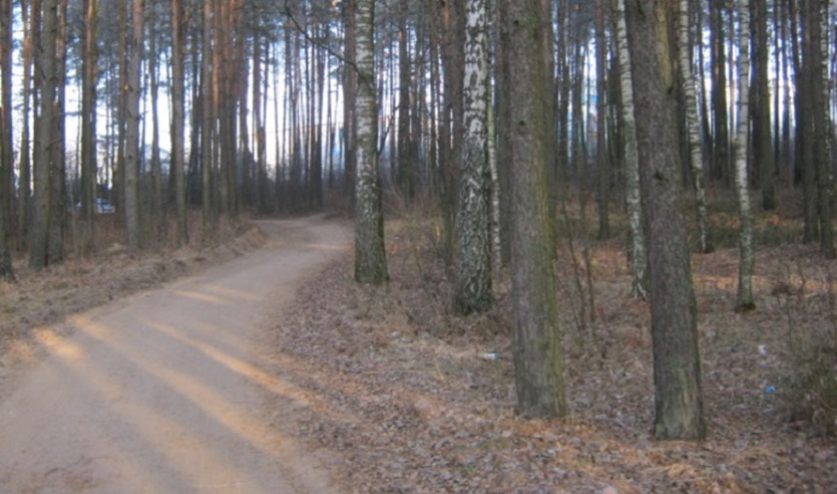 Лесная трагедия: подробности расследования убийства в Борисове, совершенного 10 лет назад