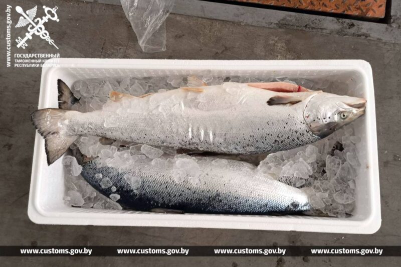 Из Беларуси в Россию пытались незаконно вывезти около 14 тонн лосося