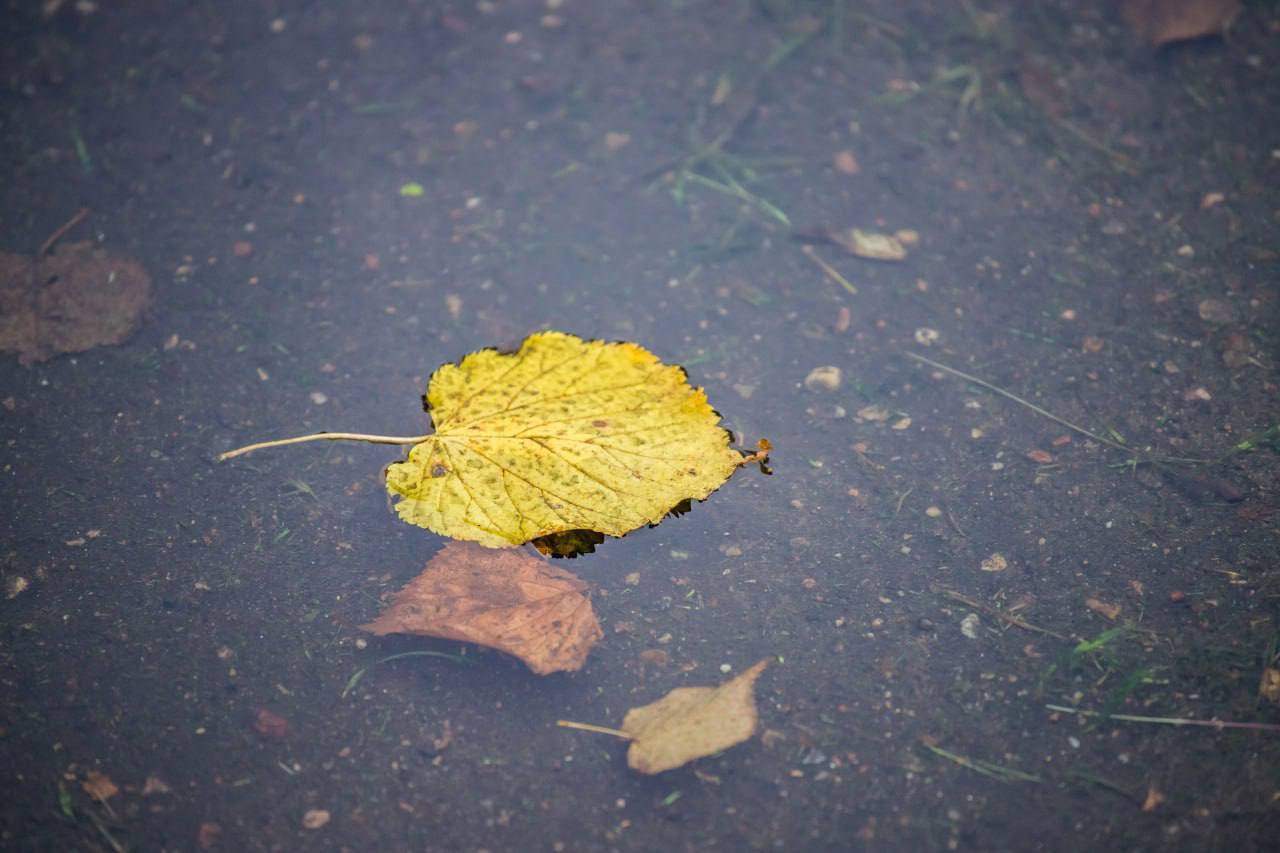 ФОТО ДНЯ: осень в лужице