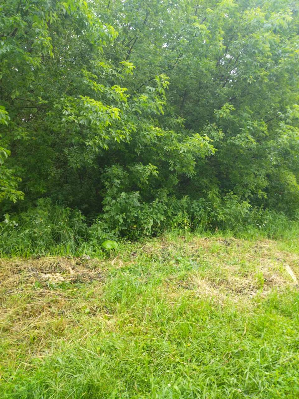 Ликвидирован очаг борщевика Сосновского в агрогородке Кищина Слобода