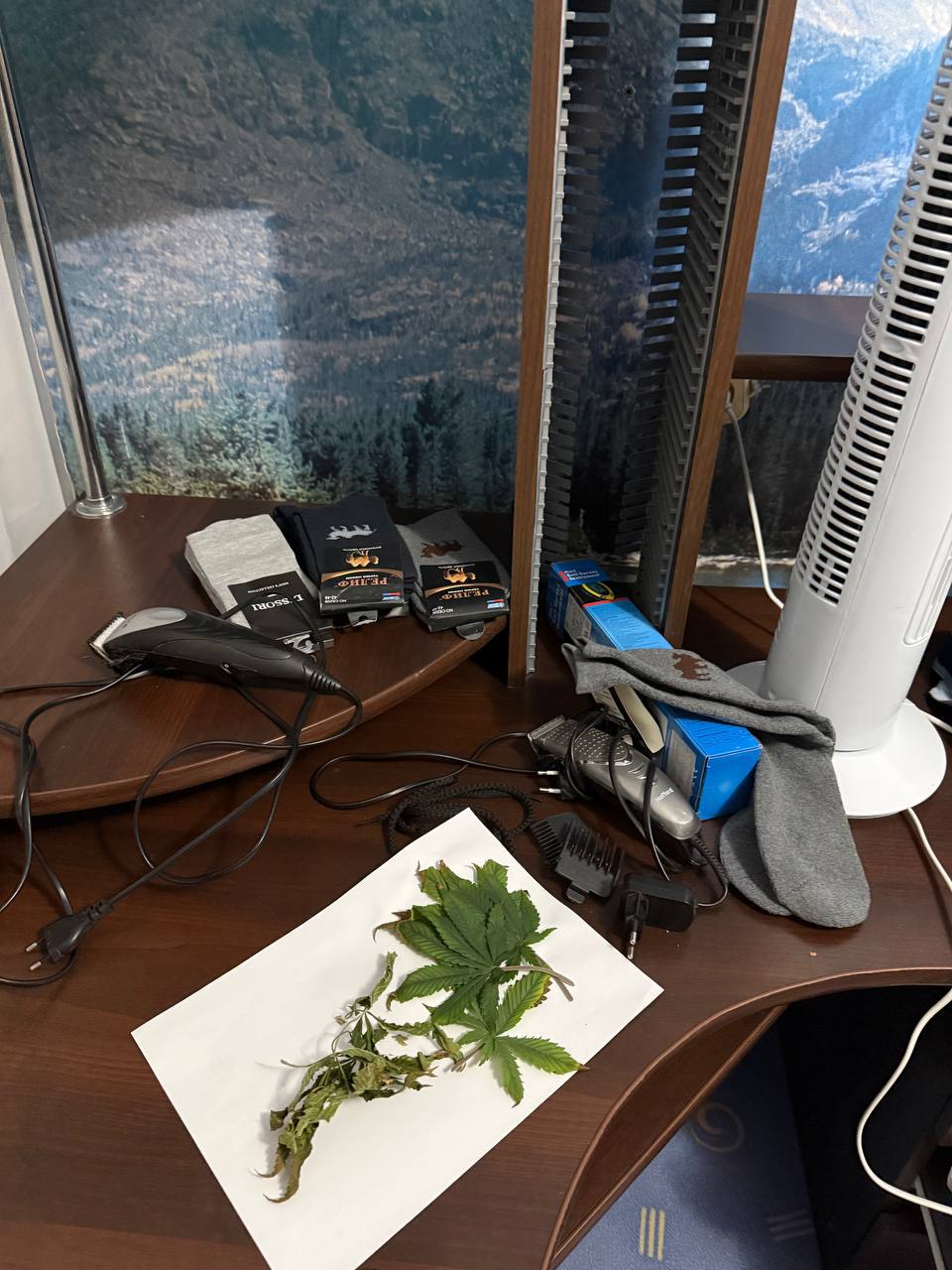 Наркоконтроль: задержан борисовчанин за незаконное выращивание марихуаны