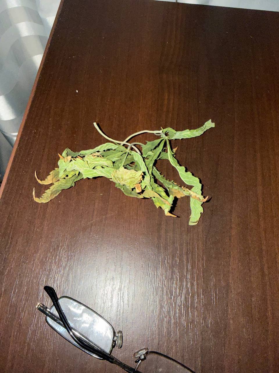 Наркоконтроль: задержан борисовчанин за незаконное выращивание марихуаны