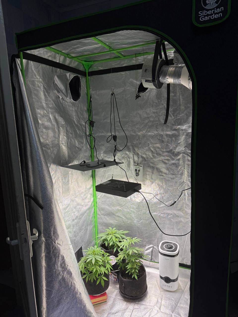 Наркоконтроль: задержан борисовчанин за незаконное выращивание марихуаны