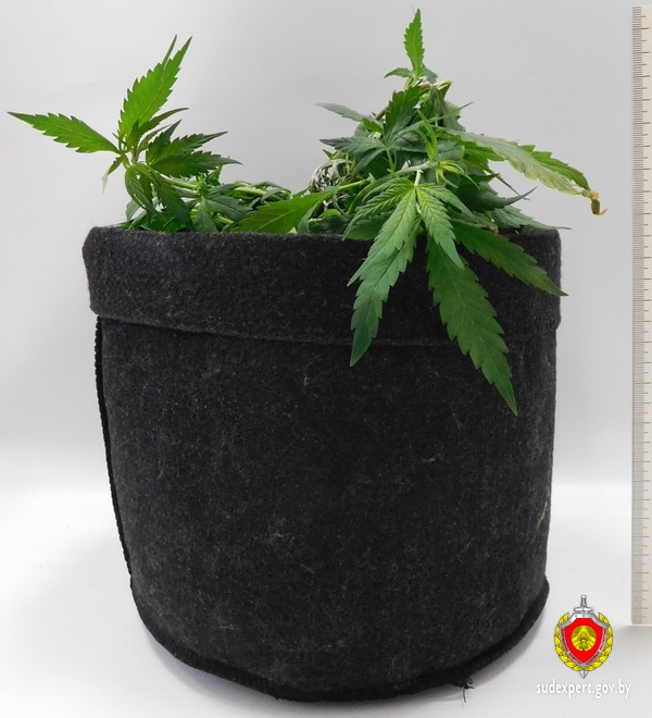 В Борисове задержан мужчина с мини-теплицей для выращивания марихуаны в квартире 3 В Борисове задержан мужчина с мини-теплицей для выращивания марихуаны в квартире