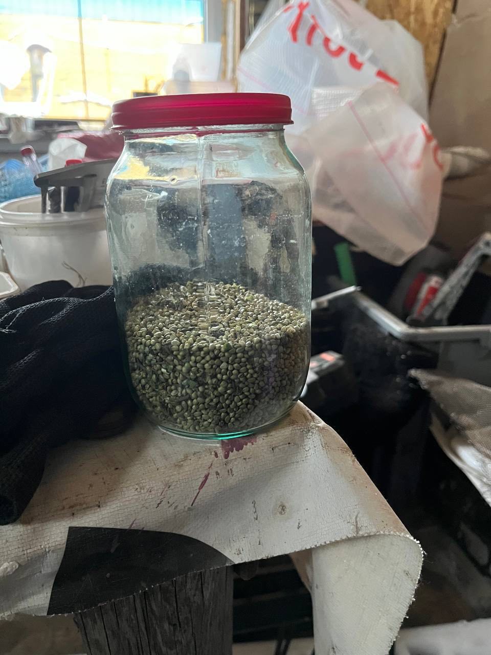 В Жодино задержан 61-летний мужчина с 500 г. марихуаны и оборудованием для еёвыращивания